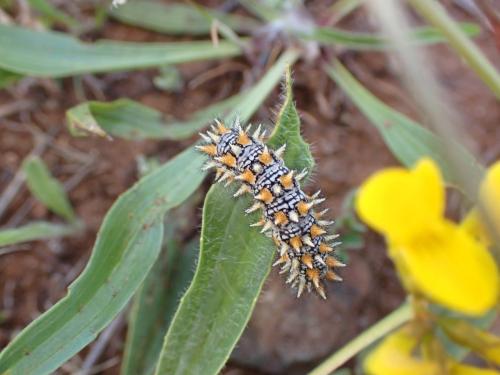 Réf. 359 692 : Melitaea didyma